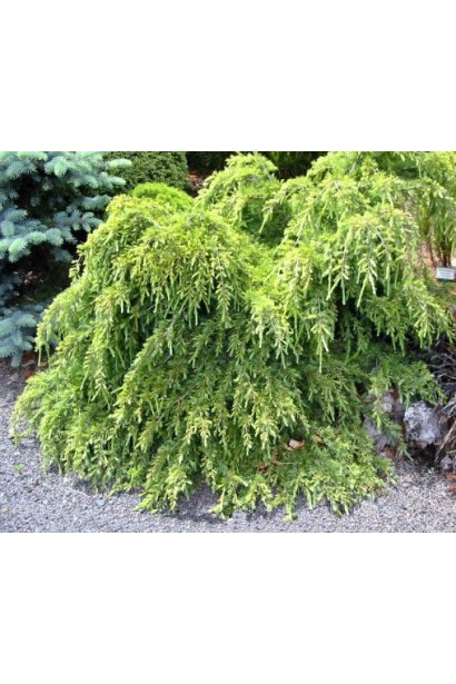 Cedrus deodara Lime Glow у ланшафті